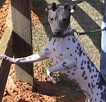 American Hairless Terrier - AHT - Cam - Click to enlarge!