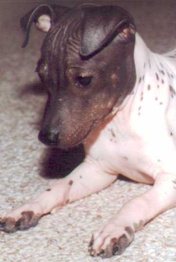 American Hairless Terrier Pup - Cam - Click to enlarge