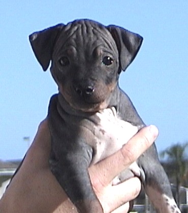 American Hairless Terrier puppy - Freedom - Click to enlarge!