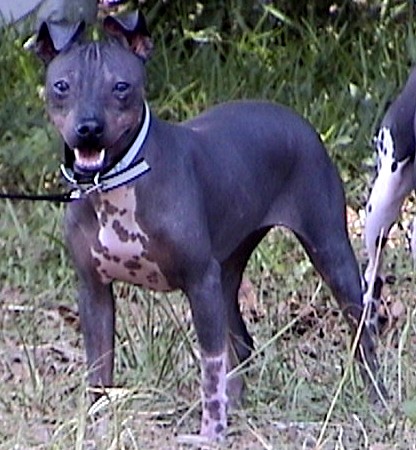 American Hairless Terrier aka Hairless Rat Terrier - AHT - UKC Champion WMK's Enduring Freedom - Click to enlarge!