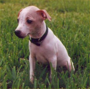 AHT - American Hairless Terrier puppy - Taylor - Click to enlarge!