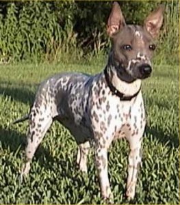 American Hairless Terrier - UKC Champion - Taylor - Click to enlarge!
